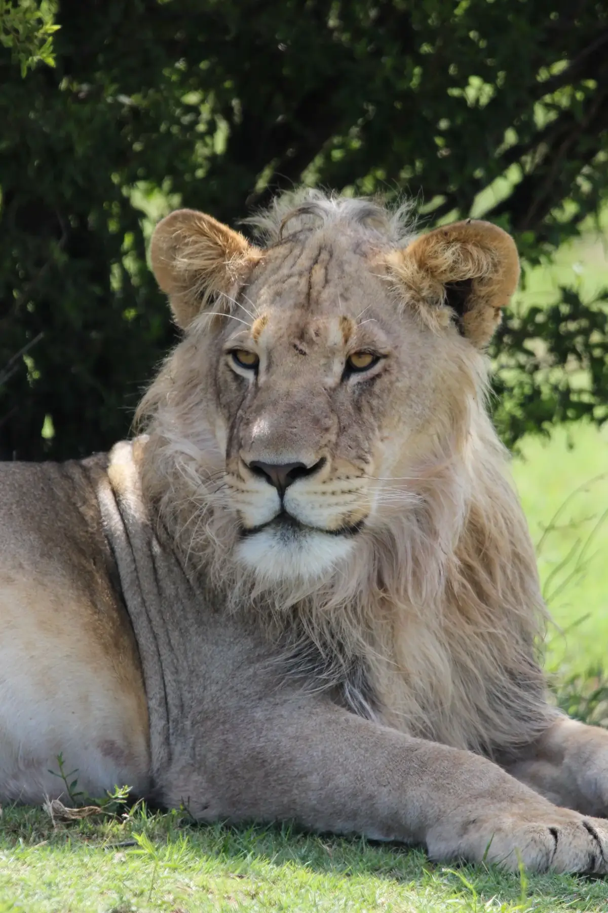 Young Mane: A young male lion with a growing mane lying in green grass, looking at the camera