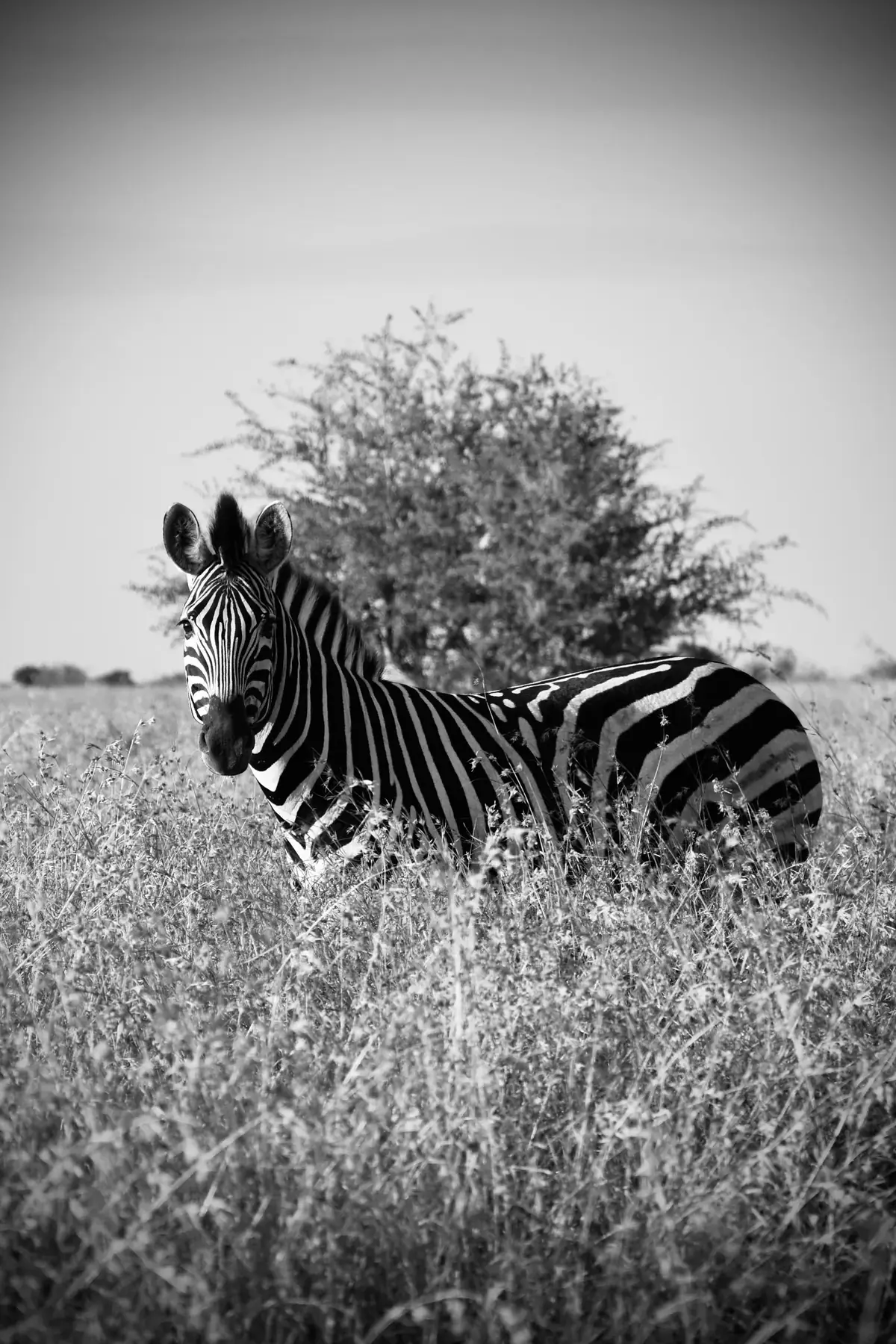 Lines in the Grass: Black and white version of the zebra in long grass in front of a bush
