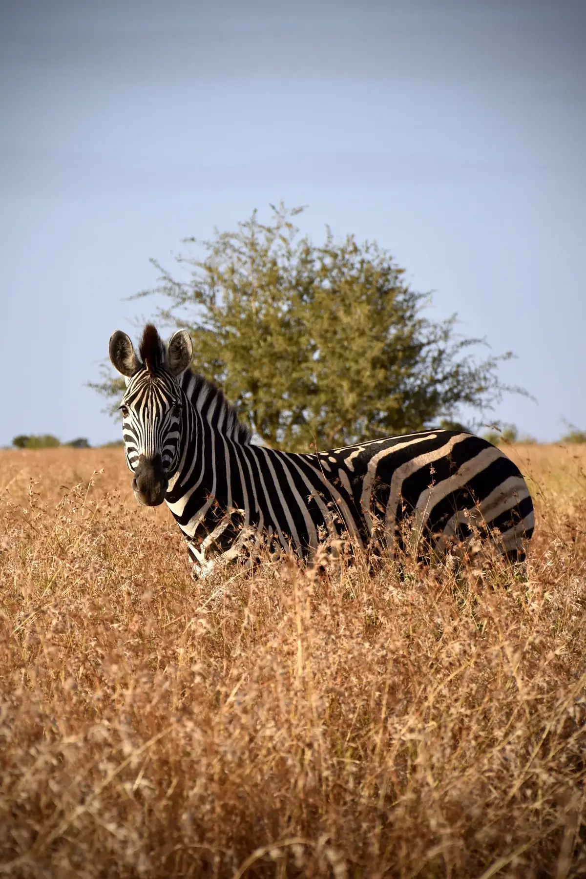Straw and Sky: A zebra standing in golden grass in front of a single bush under a blue sky