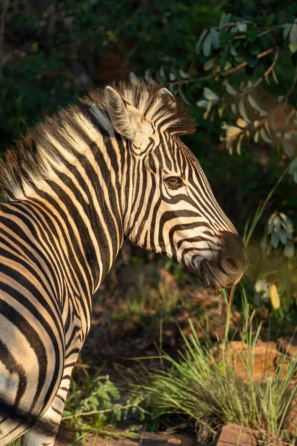 Warm Stripes: Close side view of a zebra in warm low light, grazing beside a leafy bush
