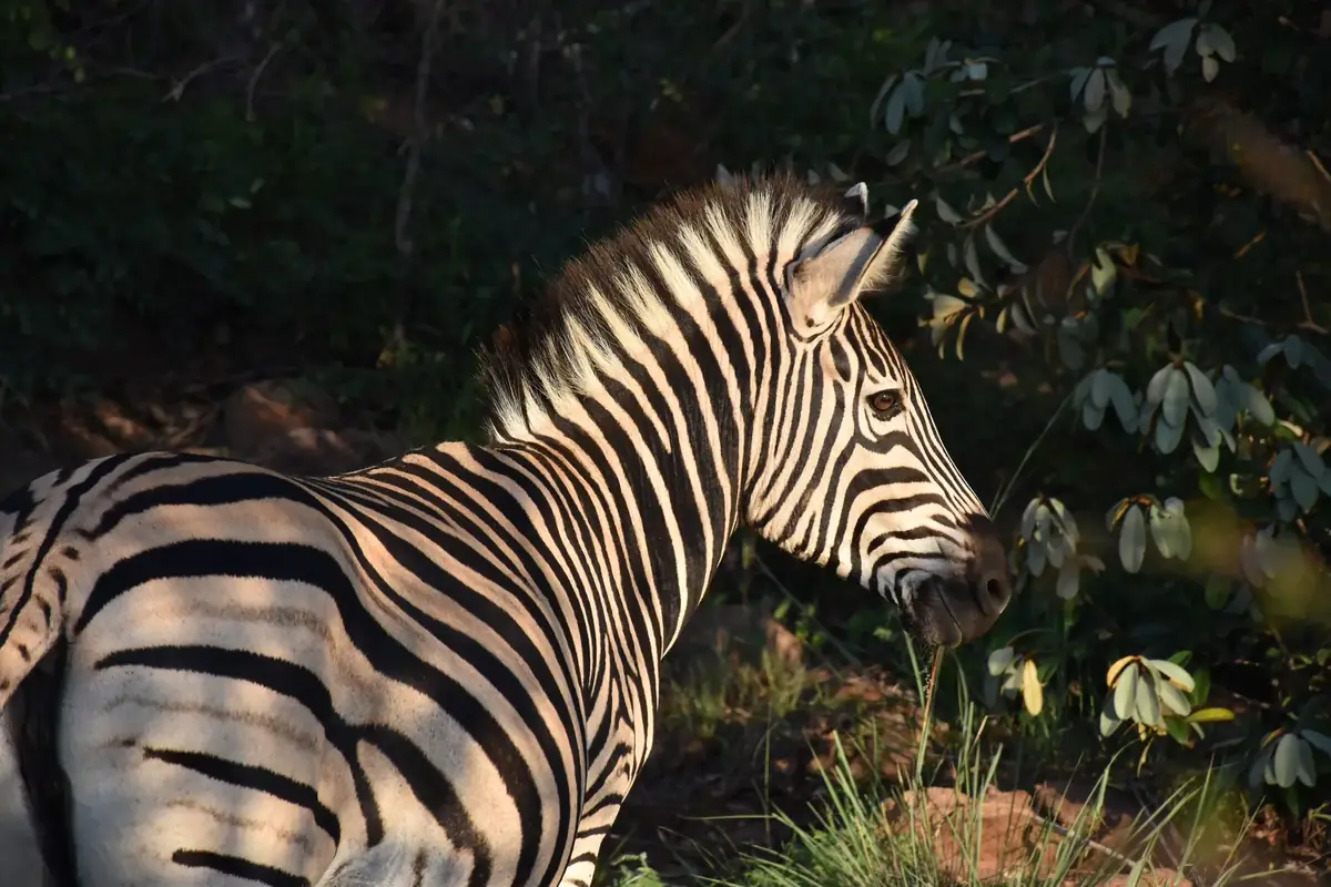 Evening Grazer: A zebra in low evening sun beside dark green bush, seen side-on